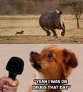 A small deluded puppy chased after a big rhino then during the interview afterwards it says: yeah I was on drugs that day